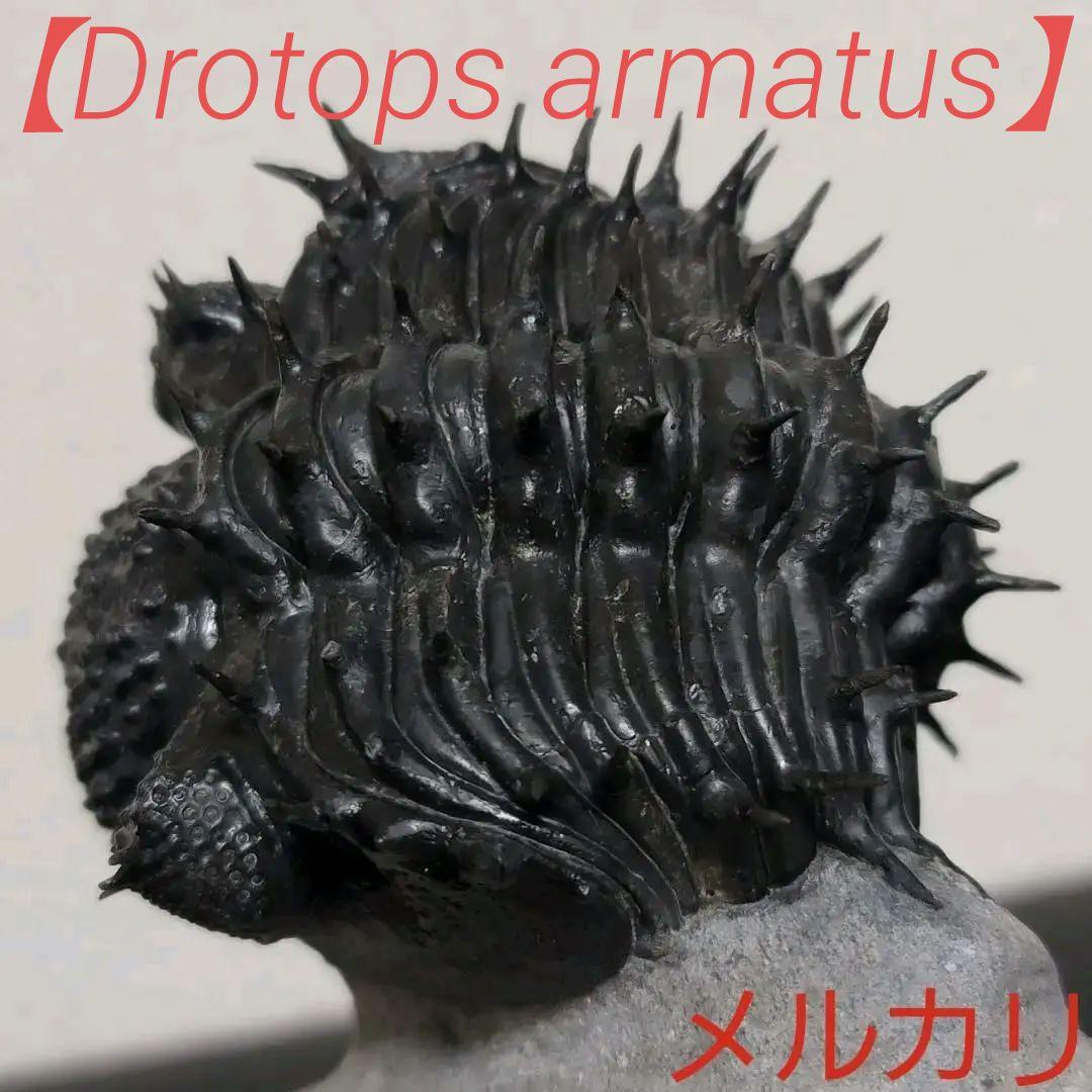 【Drotops armatus】三葉虫 化石標本★trilobite★モロッコ