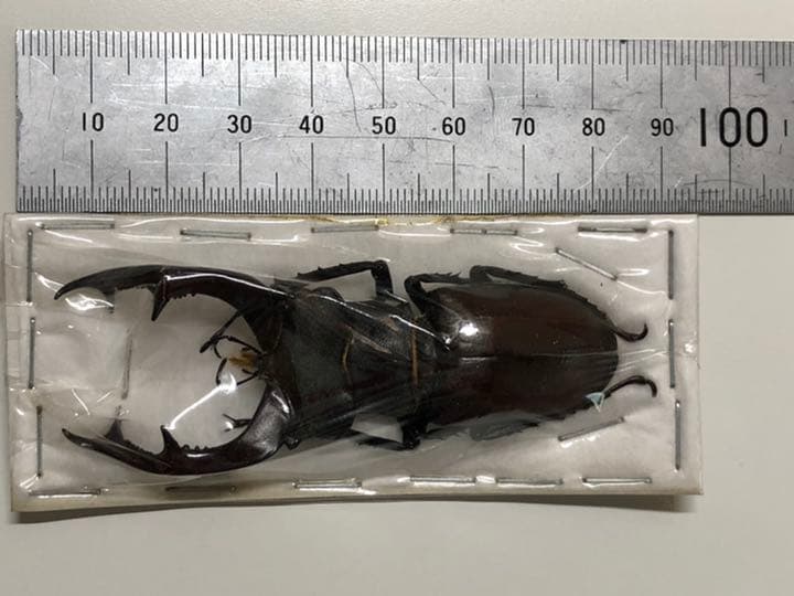 送料込み！　即日発送！　標本　クワガタ