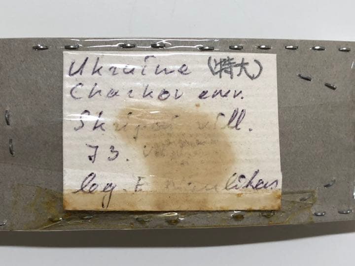 送料込み！　即日発送！　標本　クワガタ