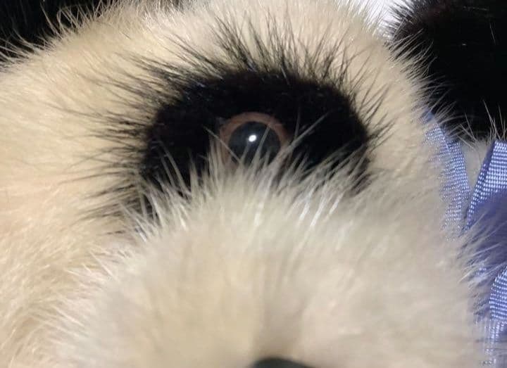 ’ミンクファードール(パンダ)【値下げ】