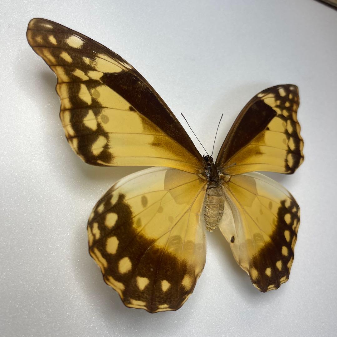 ヘレナモルフォ蝶標本♀