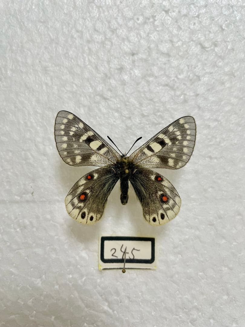 パルナシウス・アクデステス（チベット産、 オス）