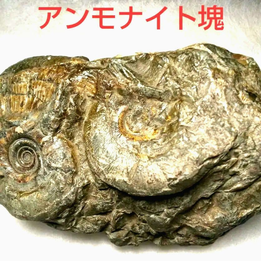 ⭐️ アンモナイトの塊 M-A