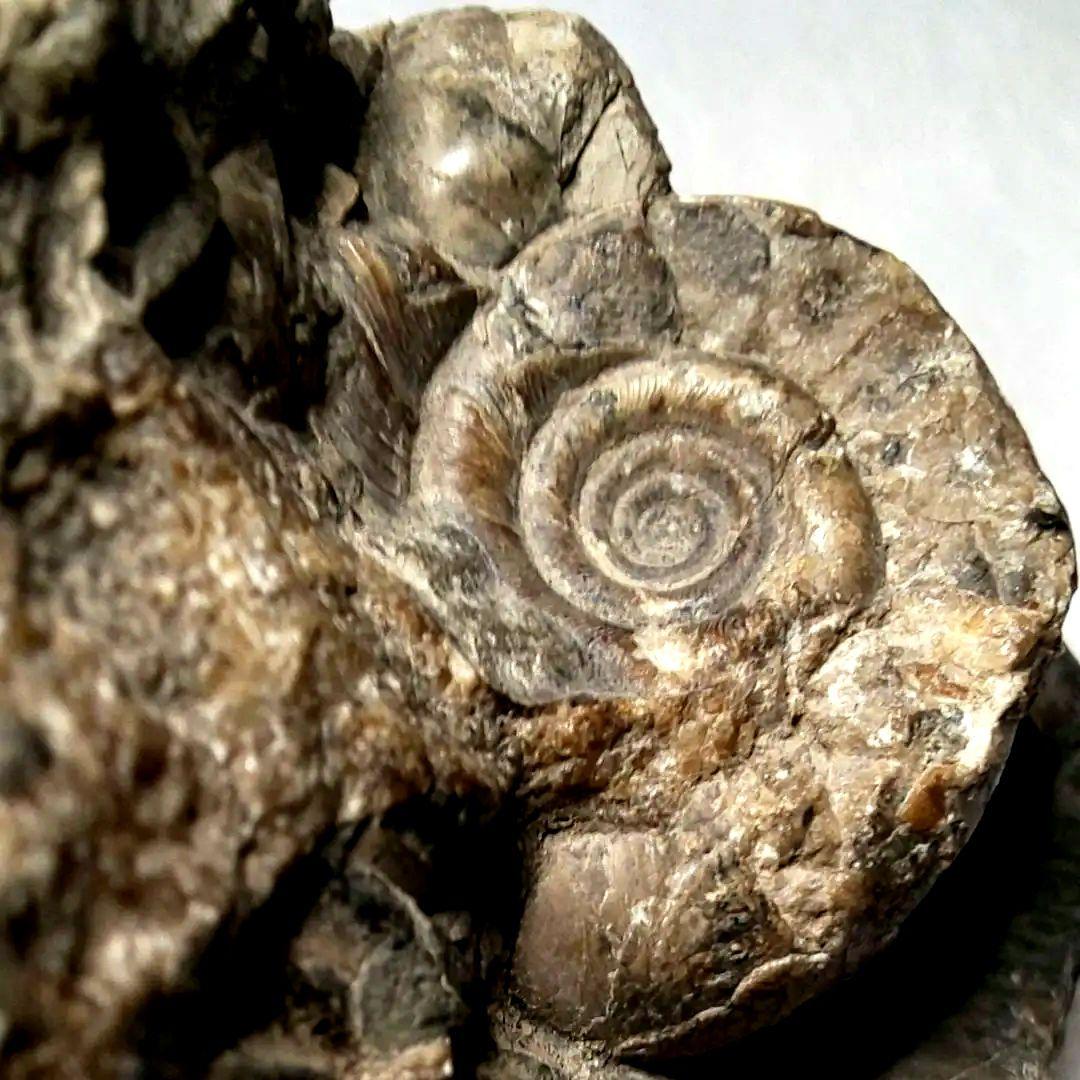 ⭐️ アンモナイトの塊 M-A