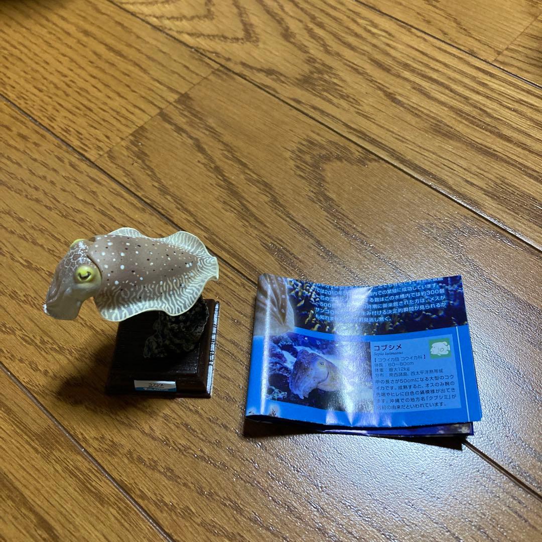 ネイチャーテクニカラー　コブシメ　鳥羽水族館