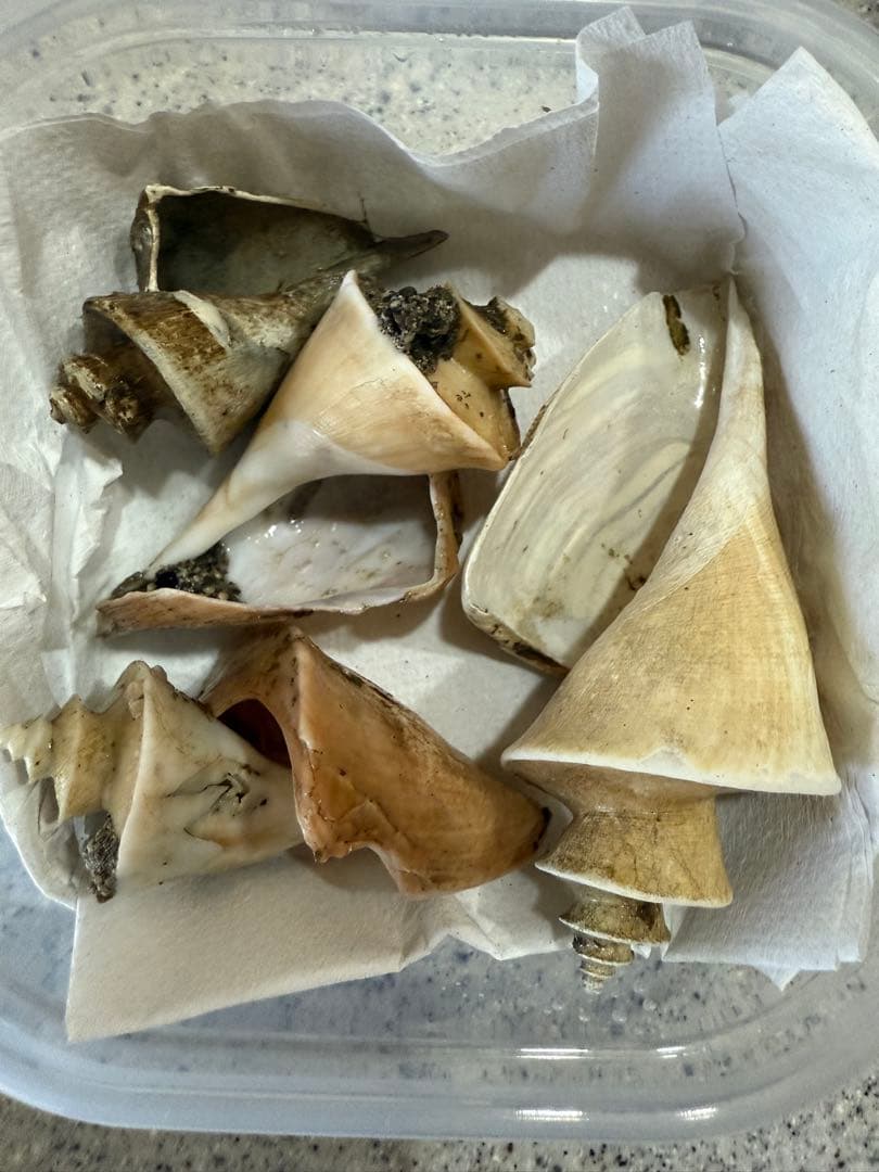 貝　まとめ売り