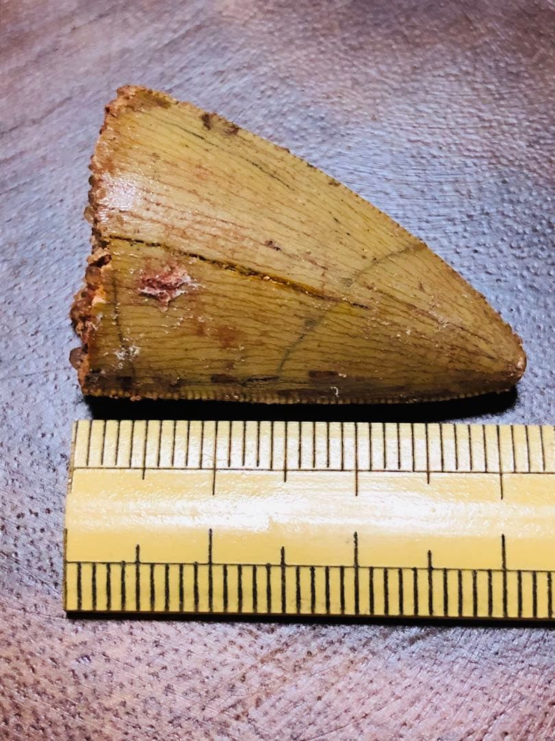 カルカドントサウルス　歯　化石