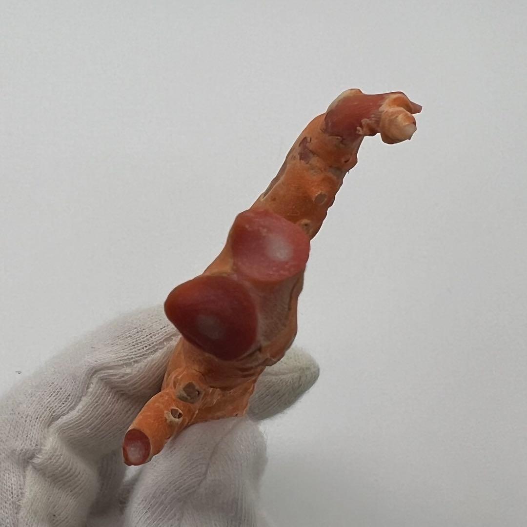希少　桃色珊瑚　原木　本珊瑚　コーラル　標本　素材　彫刻材