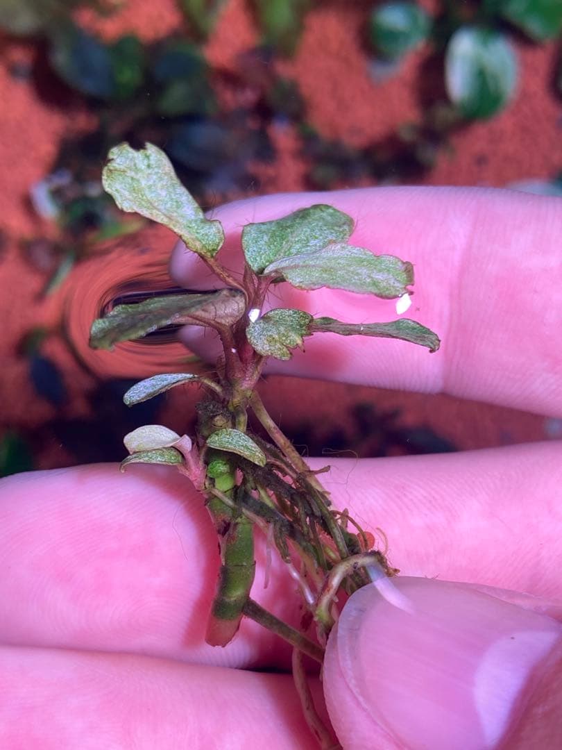 ブセファランドラｓｐ. バリエガータい斑入り