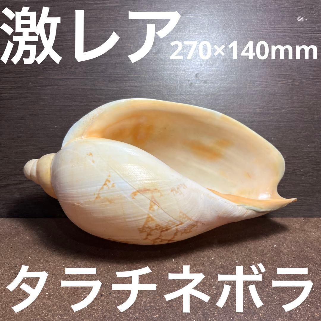 激レア　美品　オーストラリア産　タラチネボラ