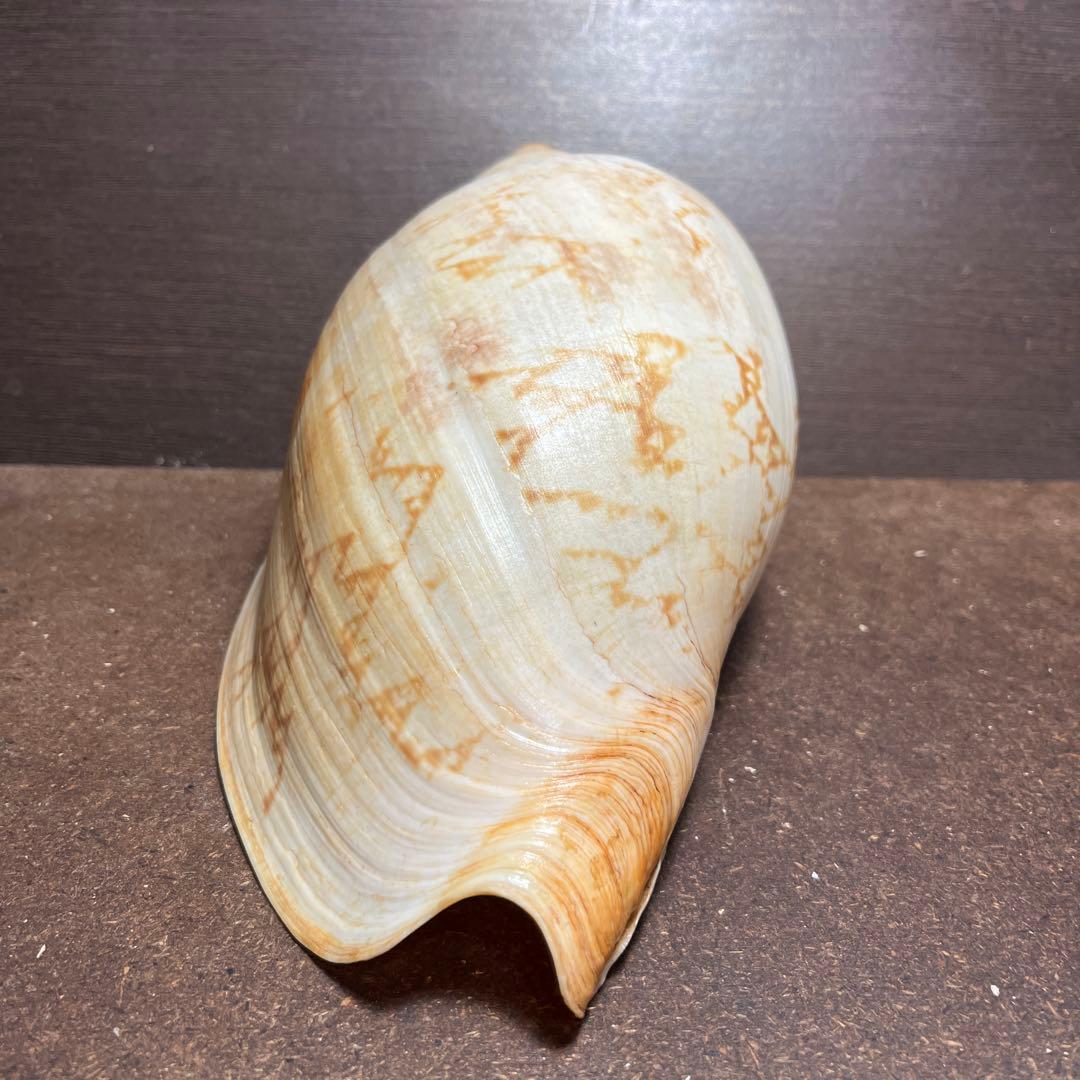 激レア　美品　オーストラリア産　タラチネボラ