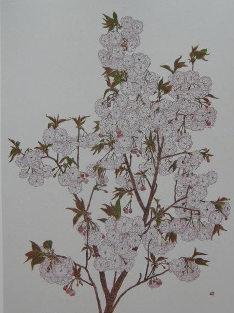 はらみちよ、【八重桜】、希少な額装用画集より、美品、新品額装付