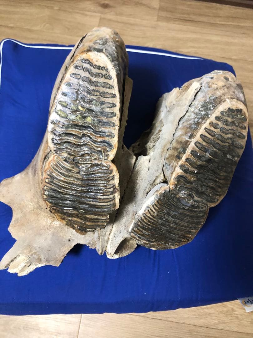 マンモス化石　博物館級　upper molar with M2