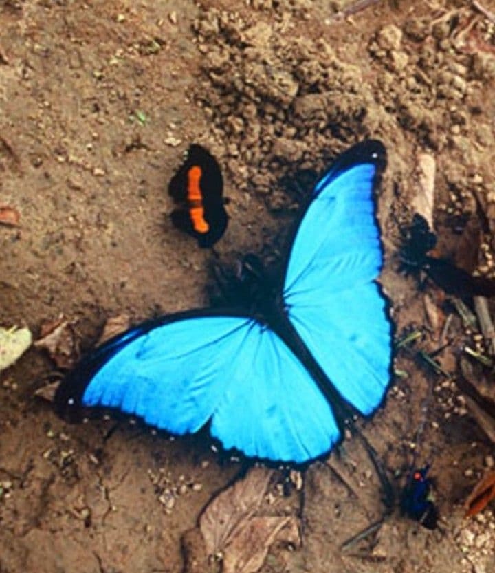 ペルー産・オオモルフォ（実物写真）A-