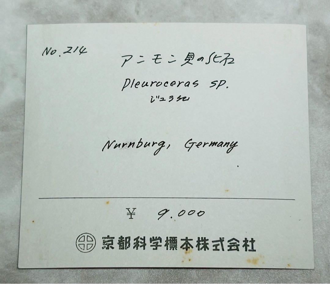 アンモン貝の化石　ドイツ　ニュルンベルク ジュラ紀　【11101m】