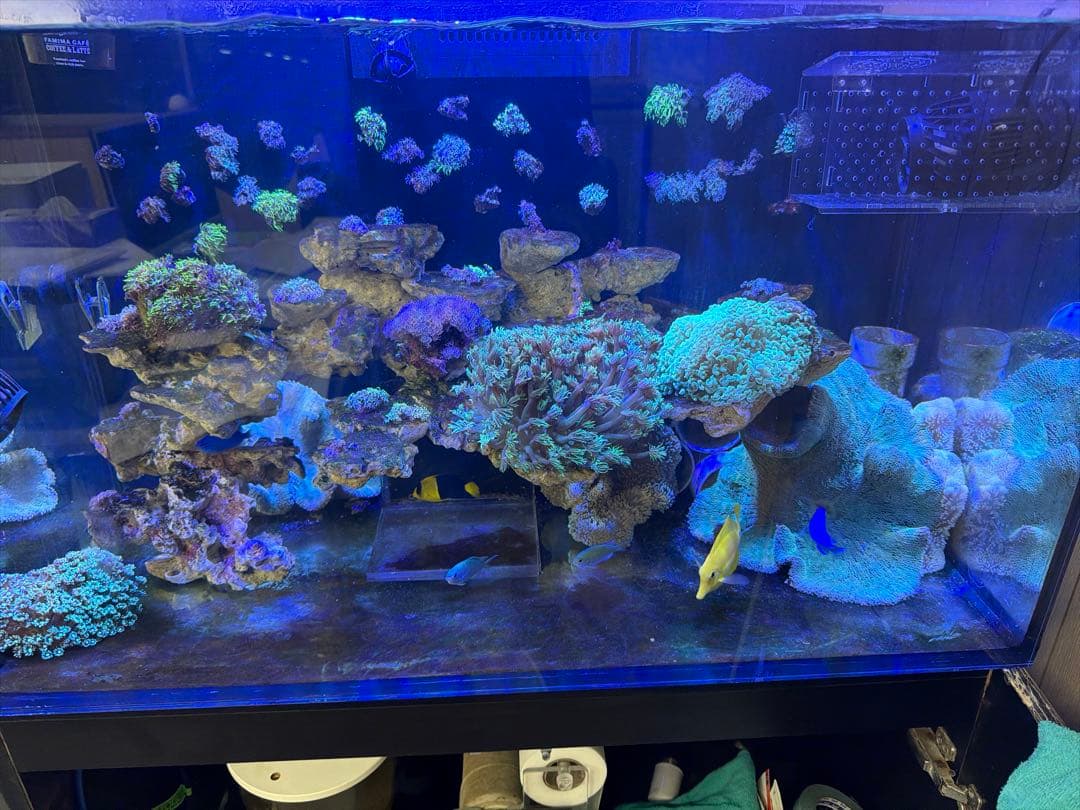 特大グリーンイボハタゴイソギンチャク