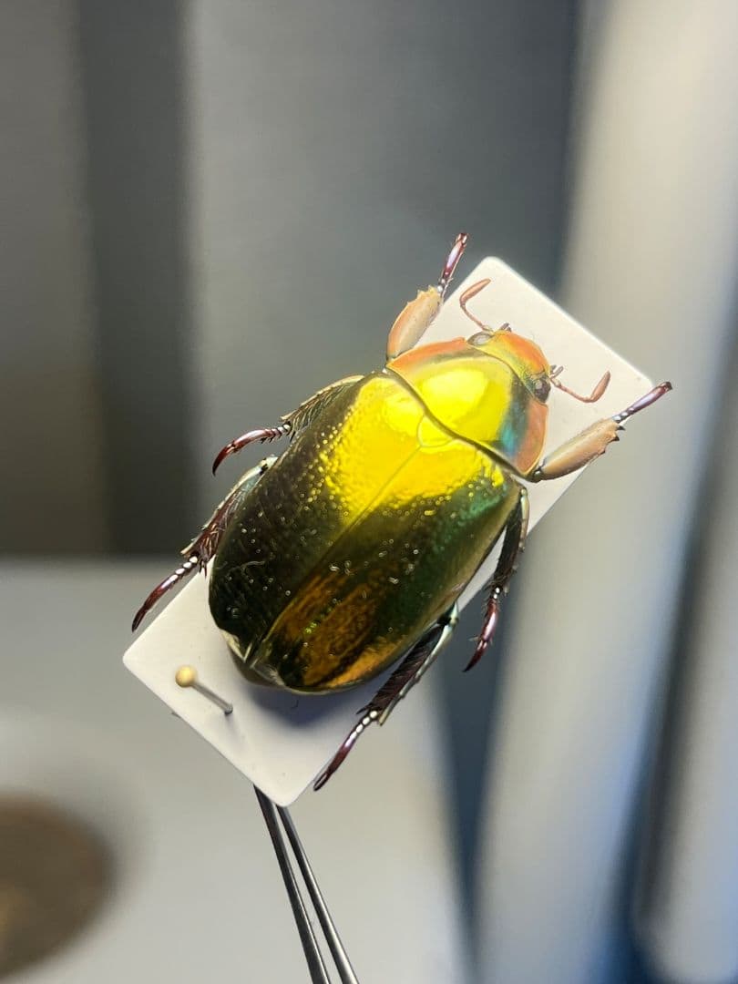 【27mm】アウリガンスプラチナコガネ 金色型 カナブン ウグイスコガネ 標本