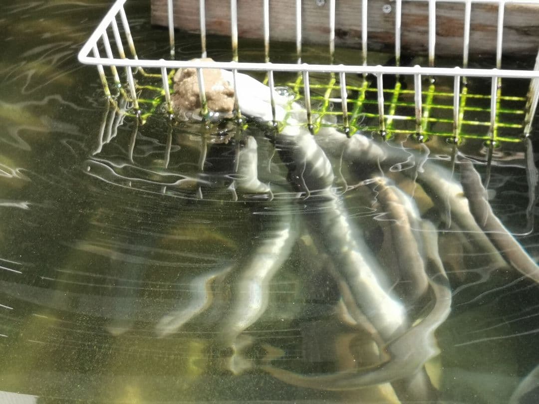 ハイジャンプ 6キロ うなぎの餌 ウナギの餌 鰻の餌 鰻用 練り餌 養鰻飼料