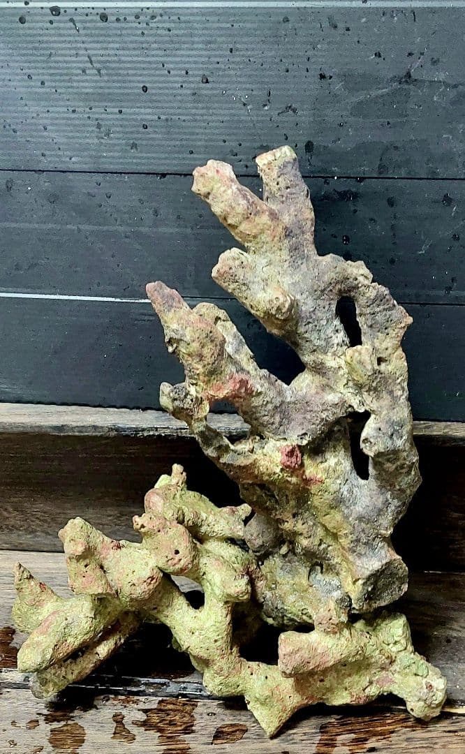 天然ライブロック サンゴ　枝塊　25cm 2点