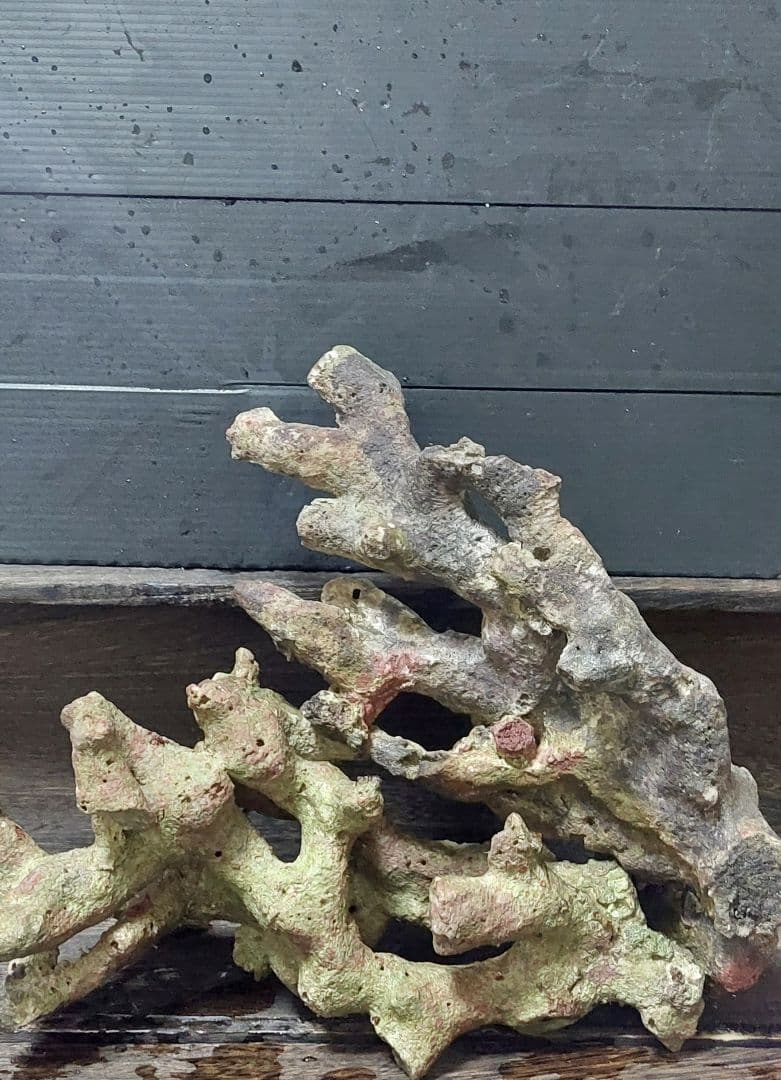 天然ライブロック サンゴ　枝塊　25cm 2点