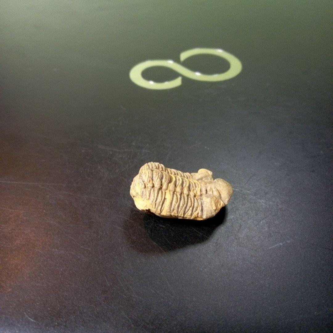 三葉虫　化石　fossil　ボリビア産　トライロバイト　Fossil番号⑧