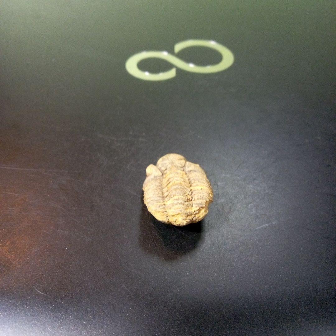 三葉虫　化石　fossil　ボリビア産　トライロバイト　Fossil番号⑧