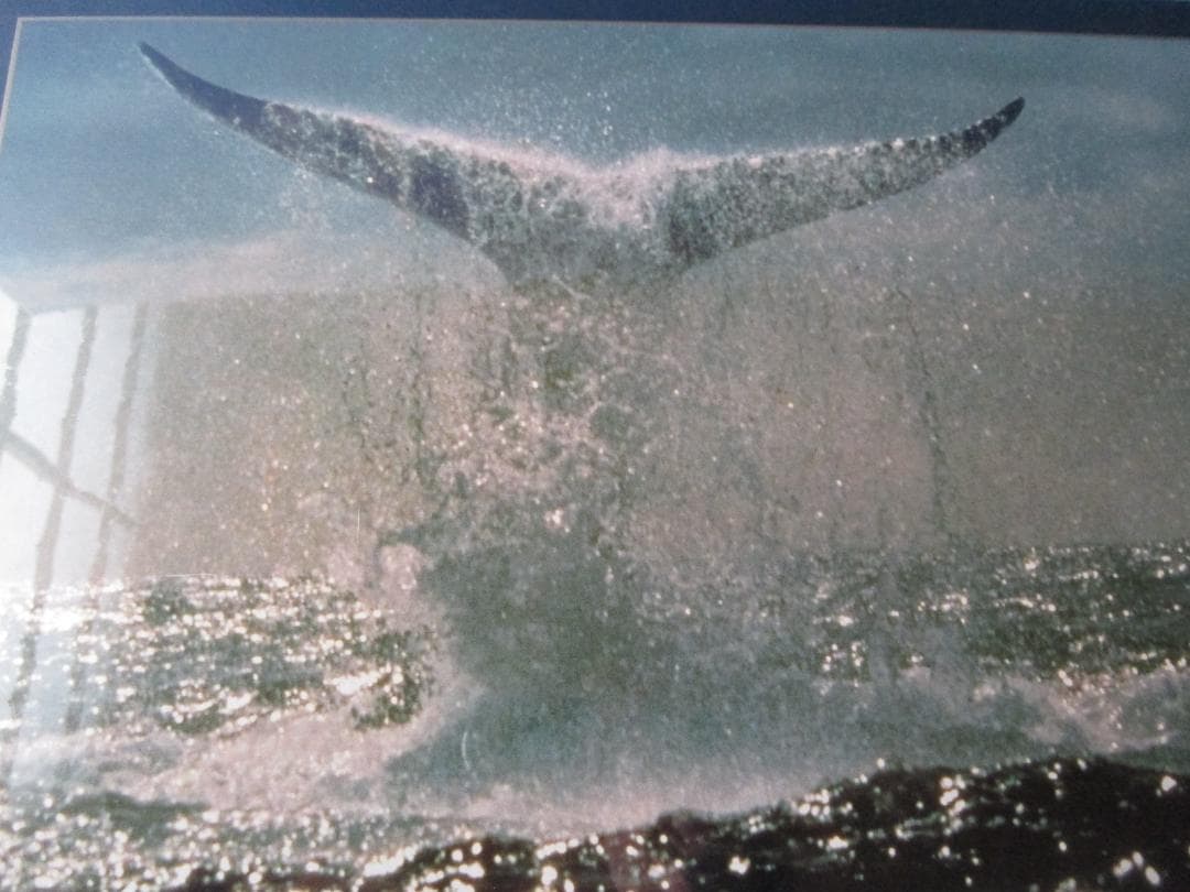 ビンテージパズル ◎アナザーワールド◎鯨ハンプバックホエール1000P未開封