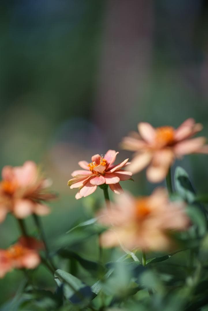 お買得品絶版マクロ！Zeiss Makro-Planar 100mm f2 ZF