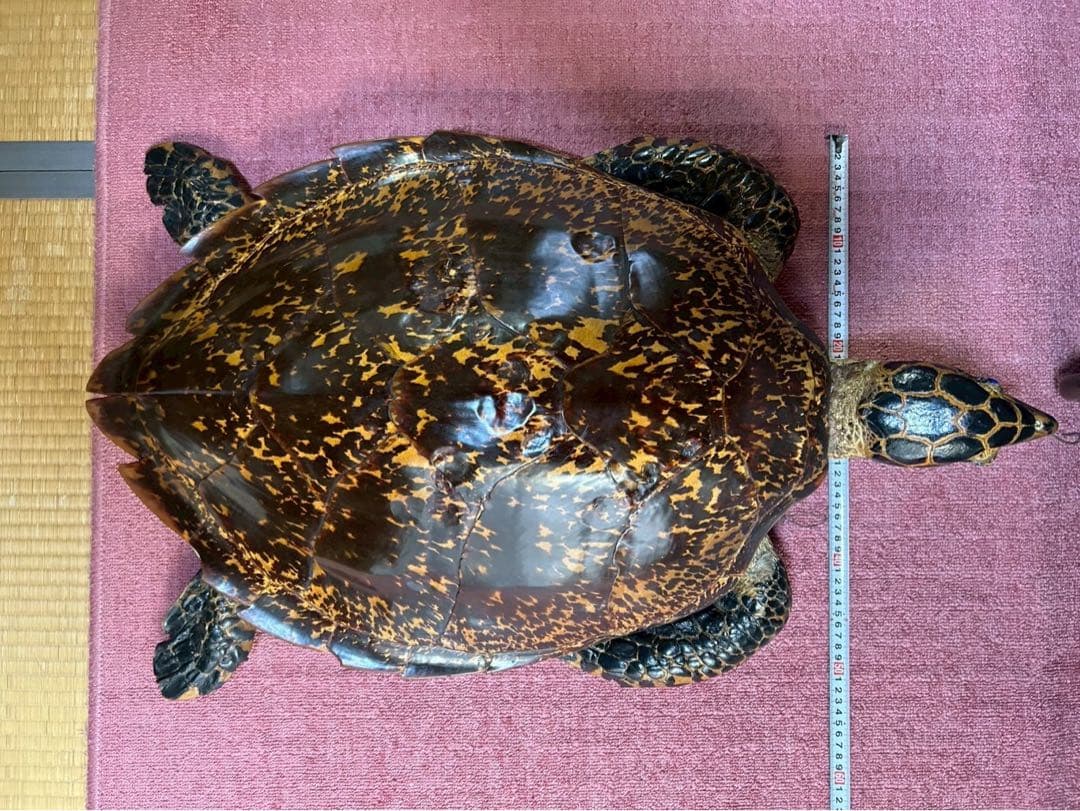 【最終値下げ】【1月中に削除します】ウミガメ タイマイ 剥製