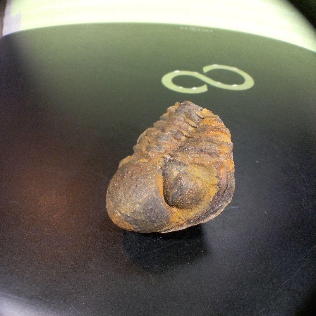 三葉虫　化石　fossil　ボリビア産　trilobite　三葉虫判別⑦