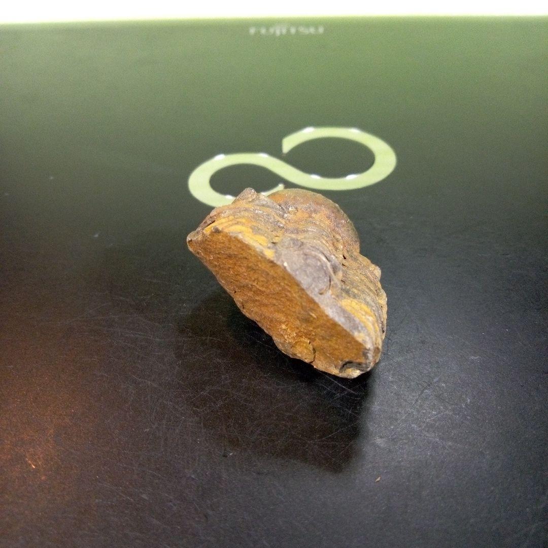 三葉虫　化石　fossil　ボリビア産　trilobite　三葉虫判別⑦
