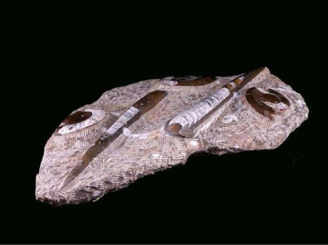 アンモナイト化石 大型標本⭐︎着払