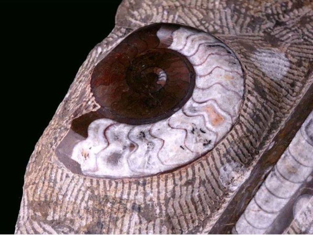 アンモナイト化石 大型標本⭐︎着払