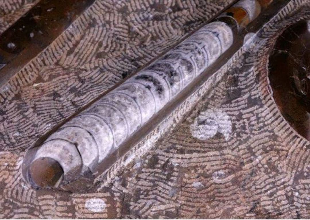 アンモナイト化石 大型標本⭐︎着払