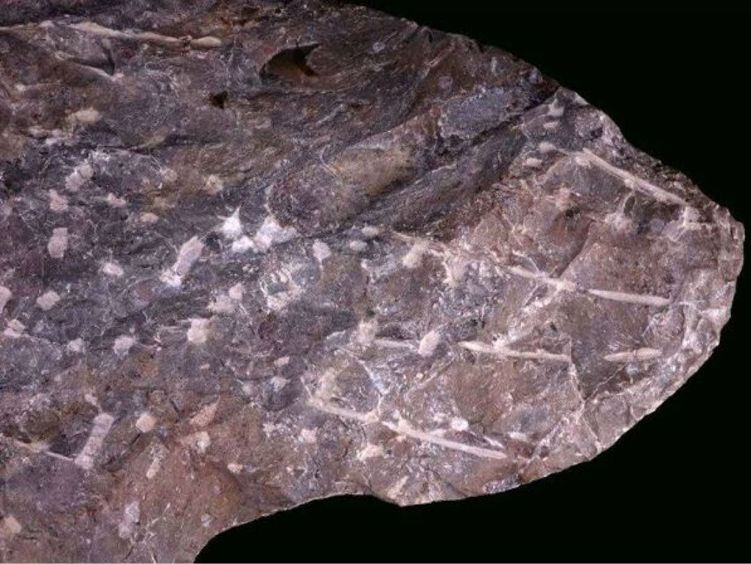 アンモナイト化石 大型標本⭐︎着払