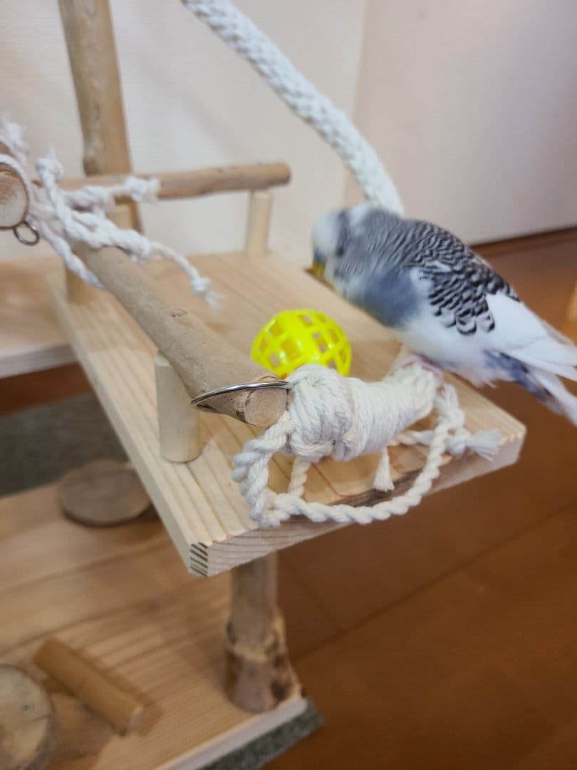 ⑤K25☆プロフ必読☆ページ　バードアスレチック　ハンドメイド