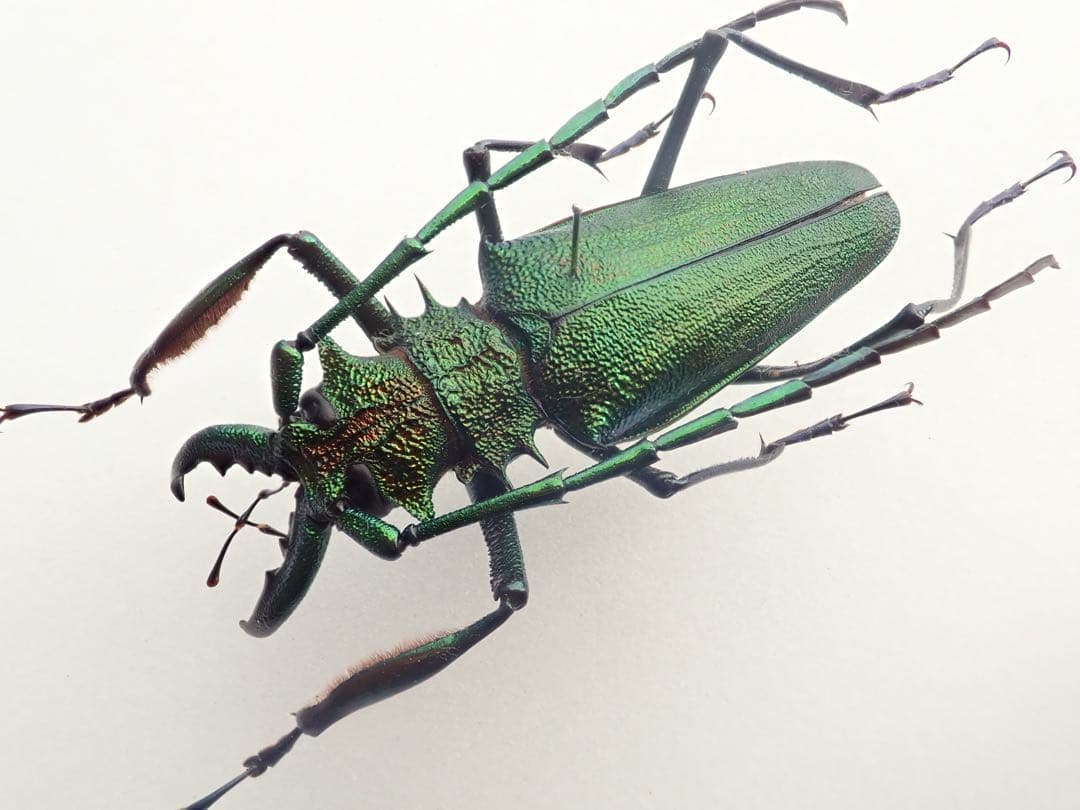 コロンビア産　カミキリ