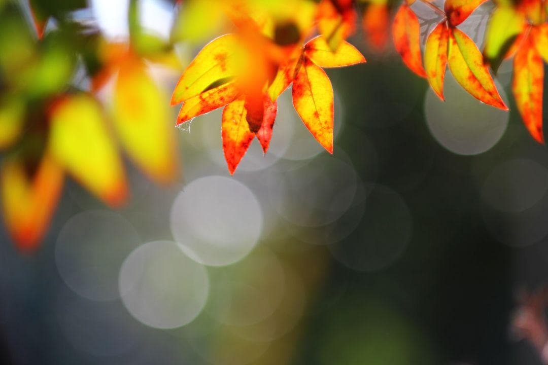 中古良品 試写あり TAMRON SP 90mm F2.5 マクロ 52BB