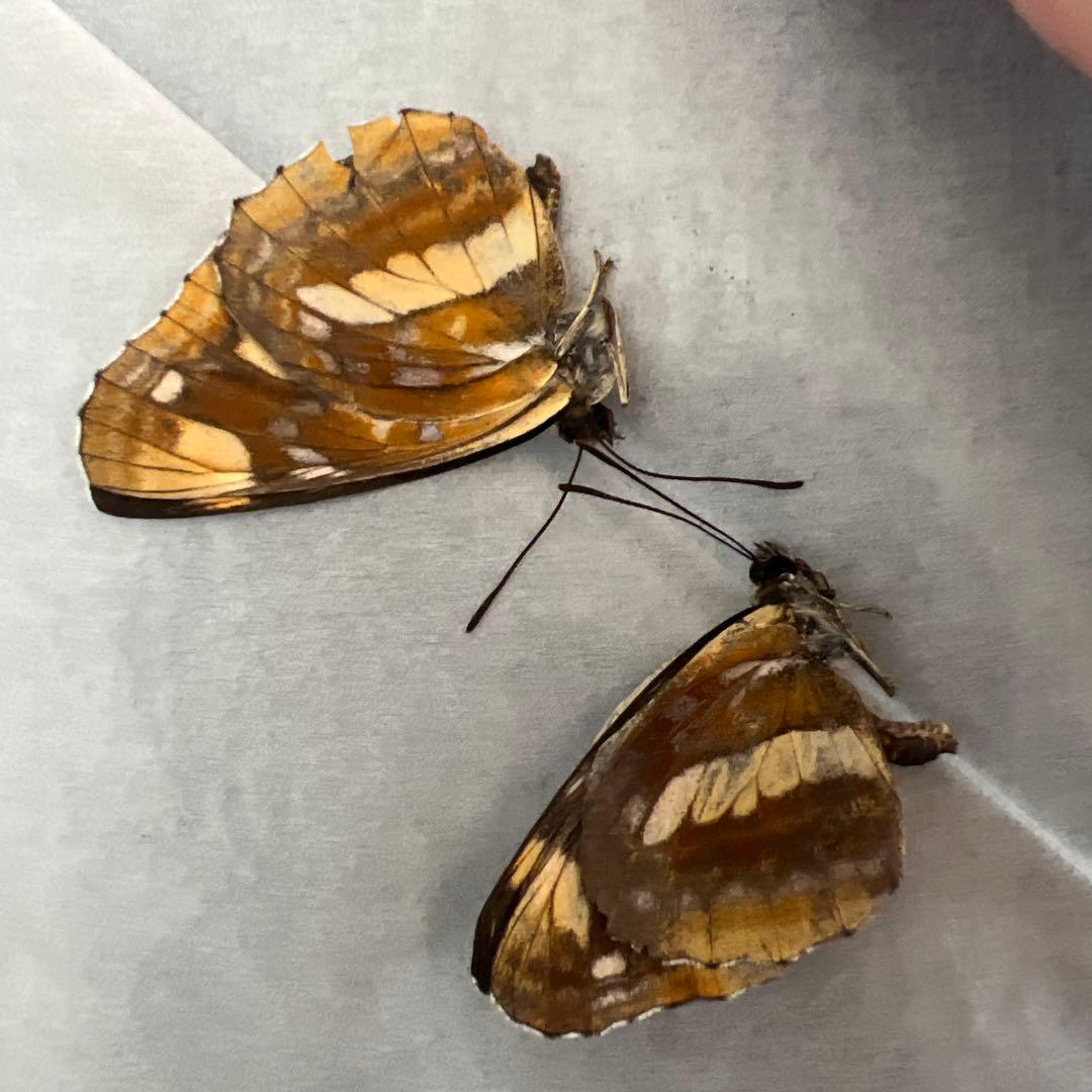 ノミオンを含むモンゴル産　三角紙標本7頭セット