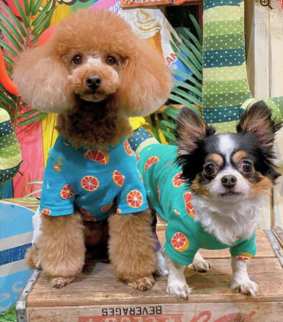 直営店限定2枚セット NC☆フレッシュORTasknowasdewan