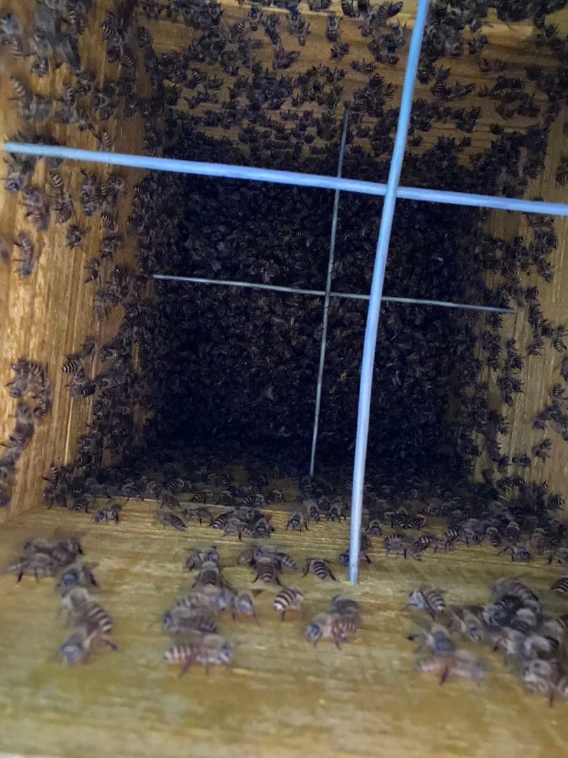 【写真の最後実績載せてます】日本蜜蜂重箱式待ち箱(巣箱)3段+給餌、スムシ対策箱