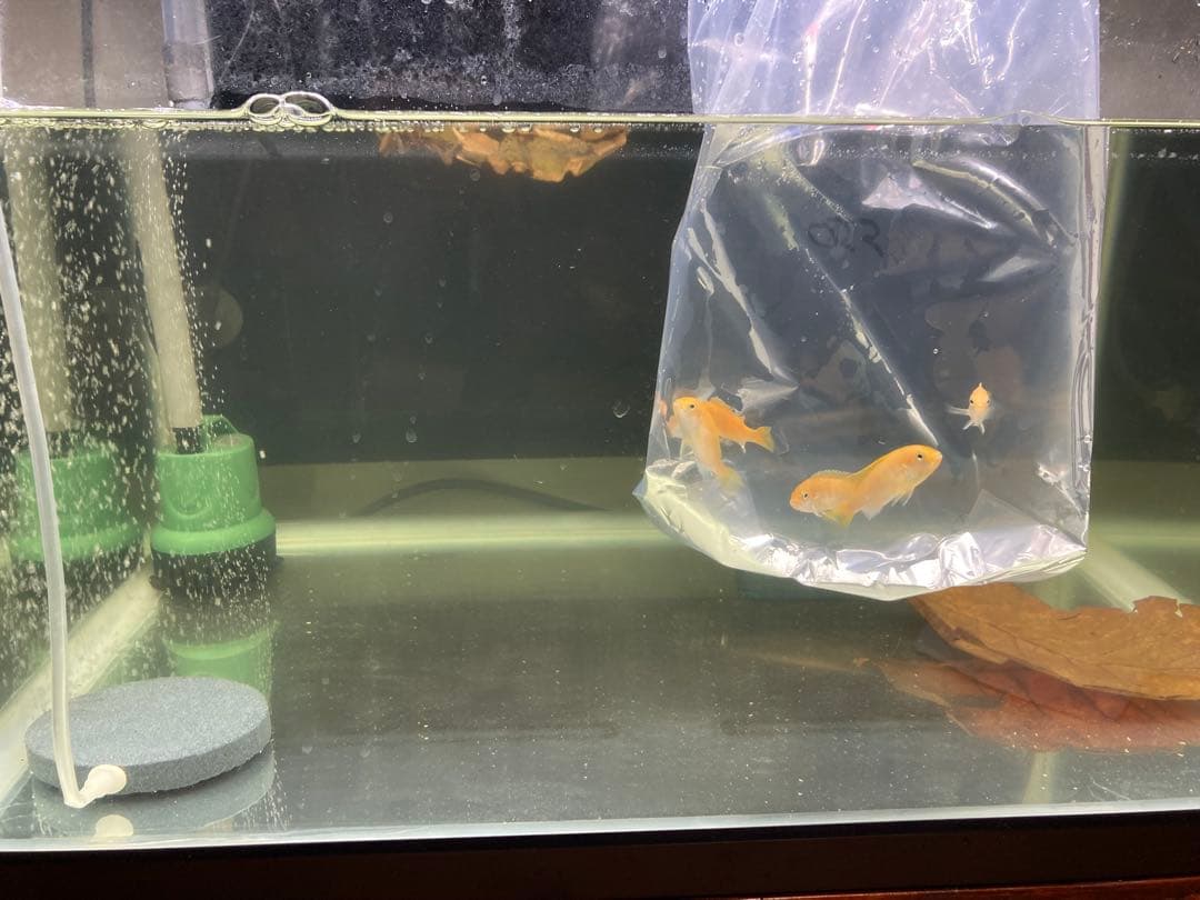 20kg業者様愛され高品質ろ材 納豆菌多孔質パワーボール20kg即時発送送料込み