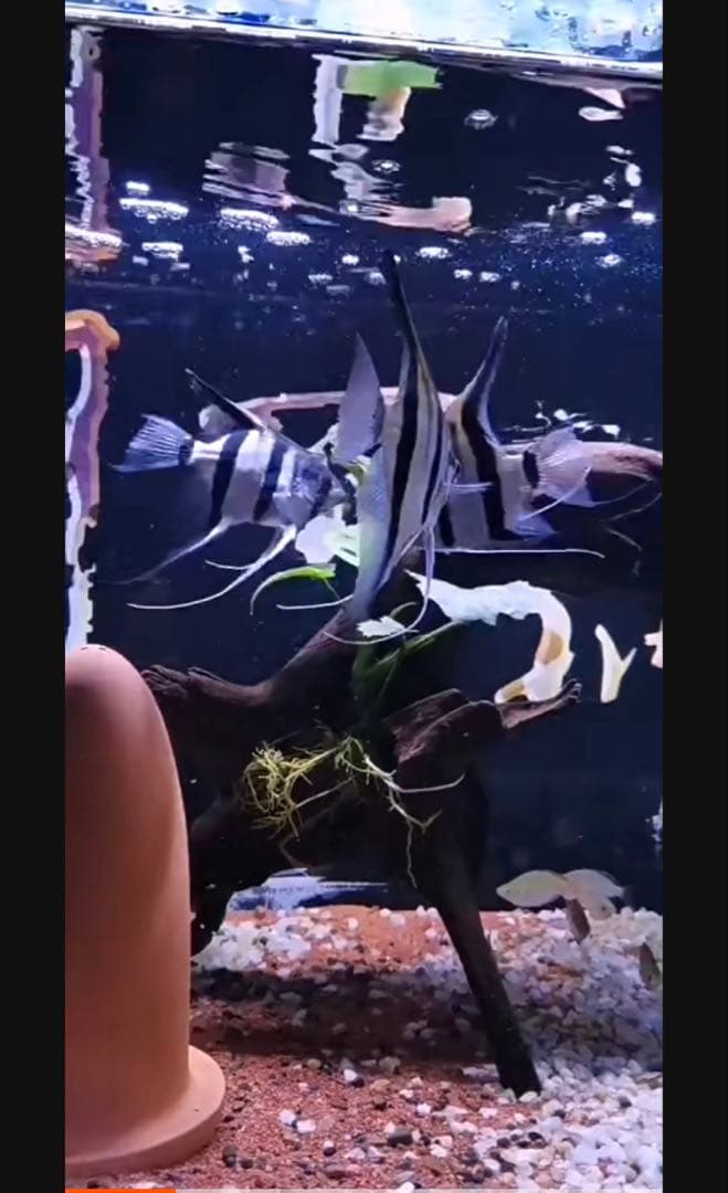 20kg業者様愛され高品質ろ材 納豆菌多孔質パワーボール20kg即時発送送料込み