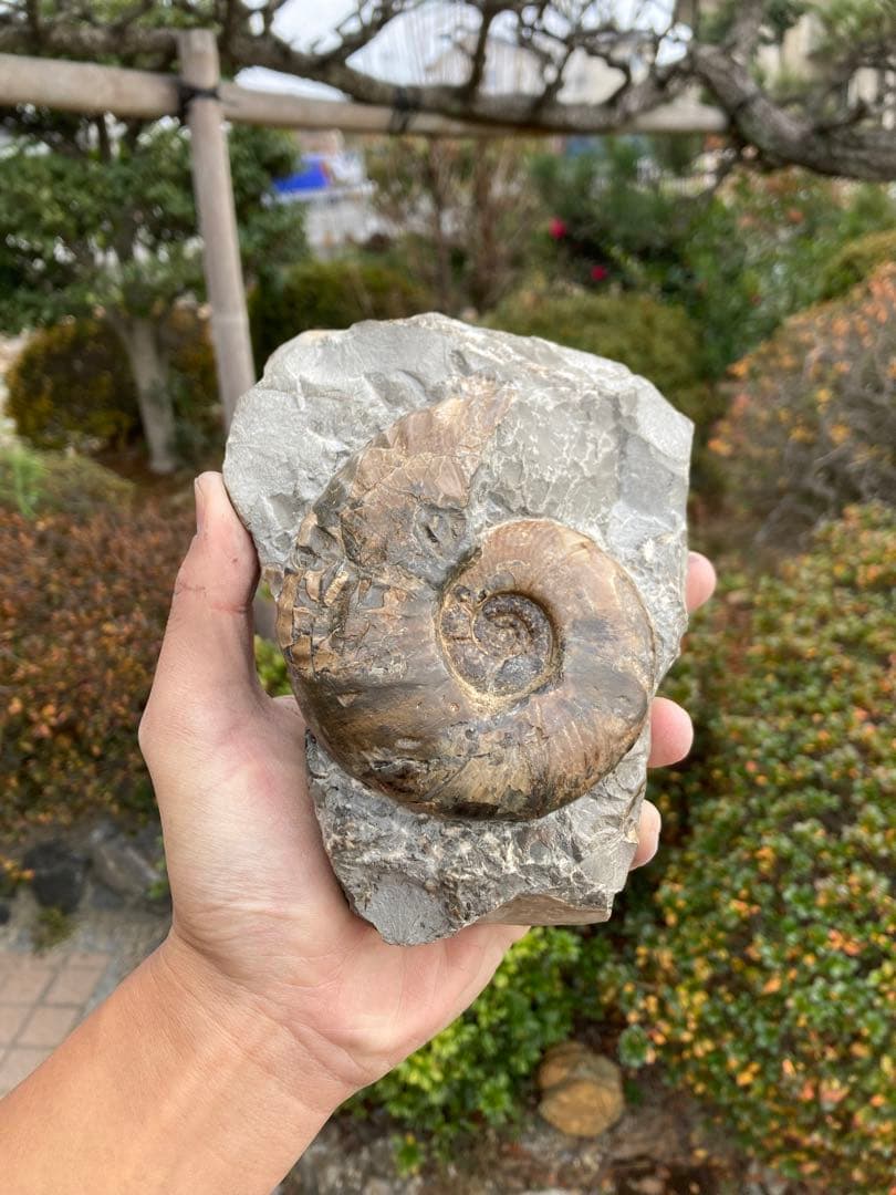 飾りやすい茶色のアンモナイト　プゾシア　化石