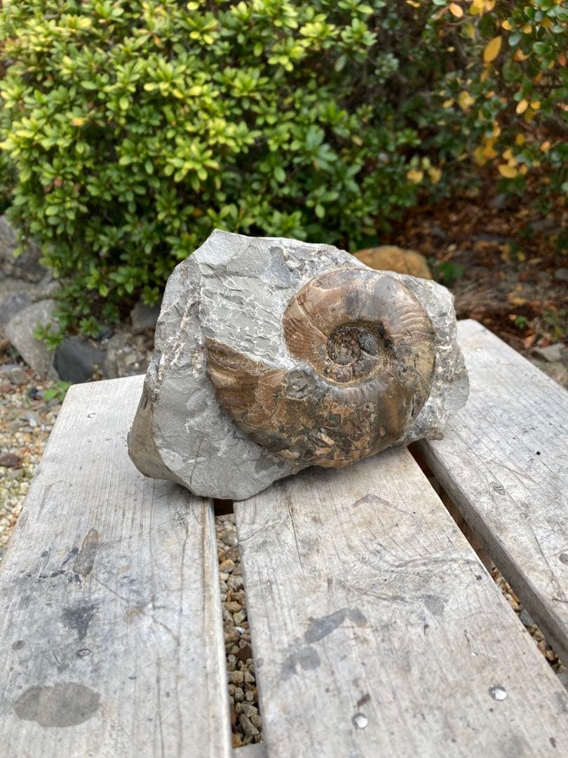 飾りやすい茶色のアンモナイト　プゾシア　化石