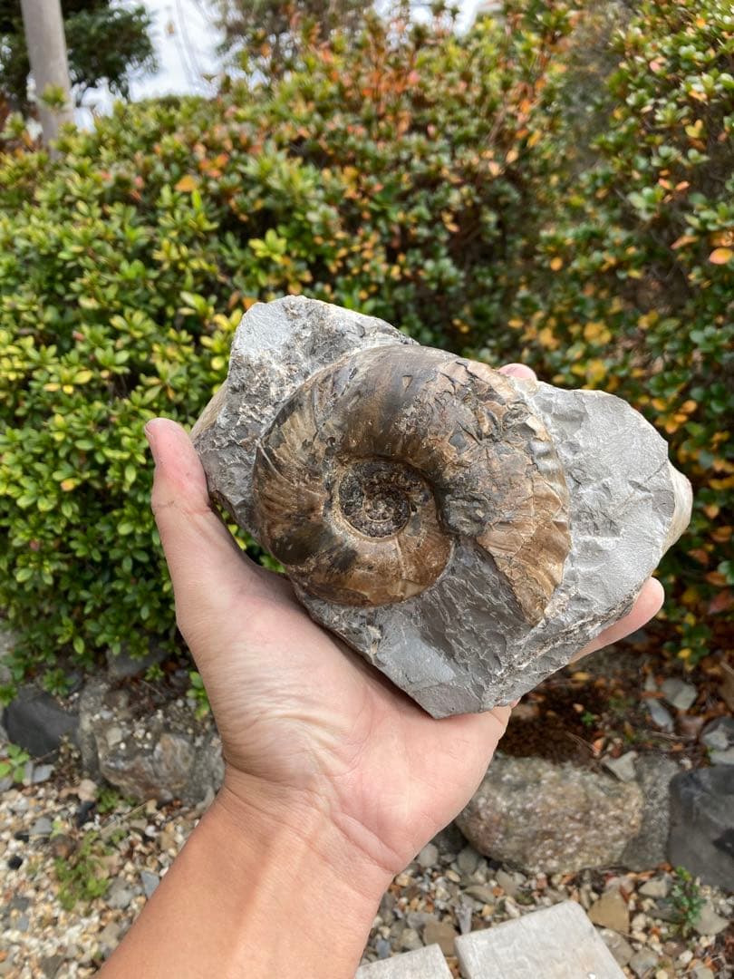 飾りやすい茶色のアンモナイト　プゾシア　化石