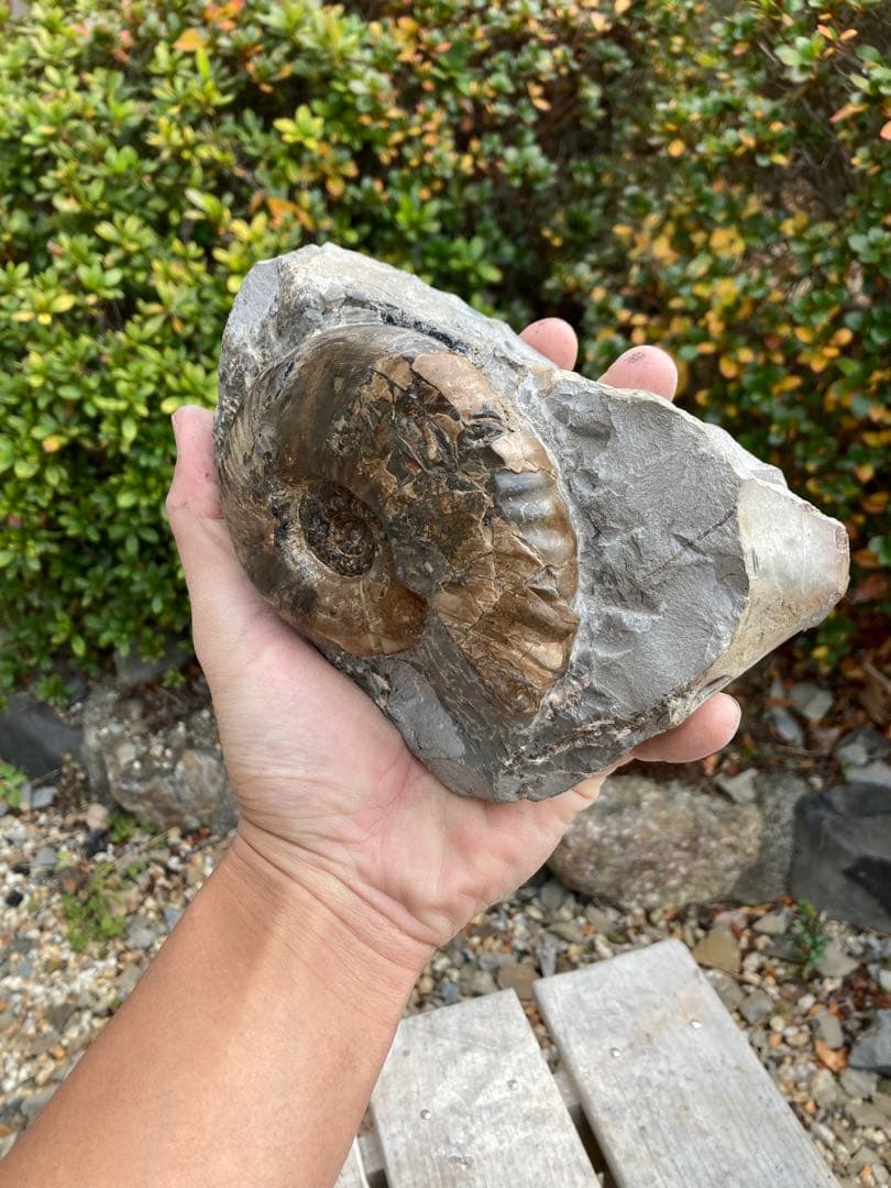 飾りやすい茶色のアンモナイト　プゾシア　化石