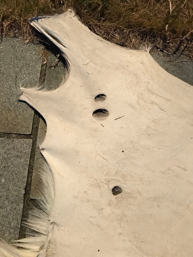 ニホンジカ♀毛皮　23-2