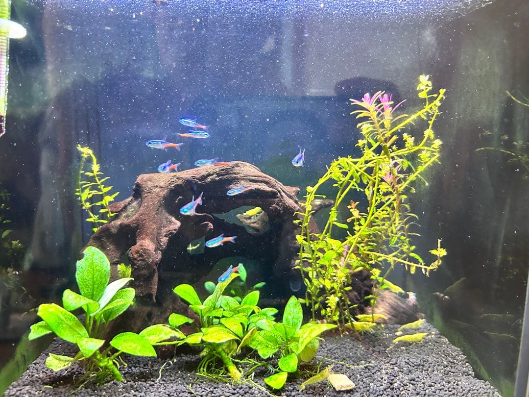 水槽Glassterior AGS フルシステム 30cm用