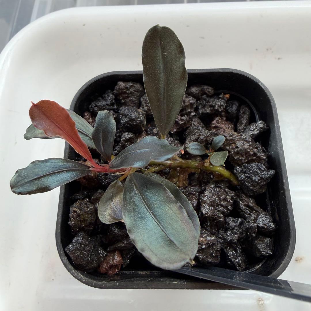 ③ブセファランドラ sp.ティアブルー（theia blue）水上葉